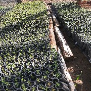 Vendo mudas de melaleuca alternifolia - Tea Tree